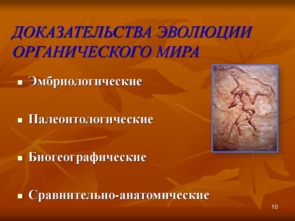 Палеонтологическими доказательствами эволюции являются. Доказательства эволюции палеонтологические эмбриологические.