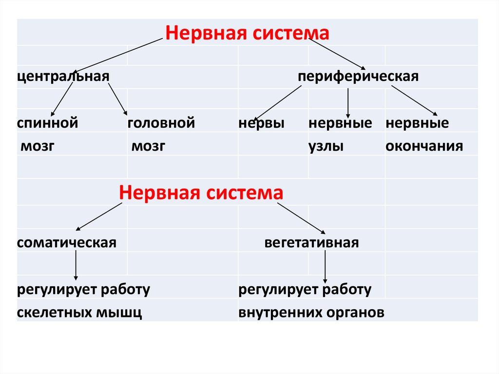 Пнс схема строения