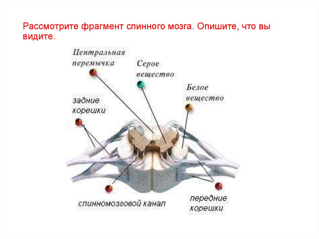 Что обозначено на рисунке буквой а серое вещество белое вещество