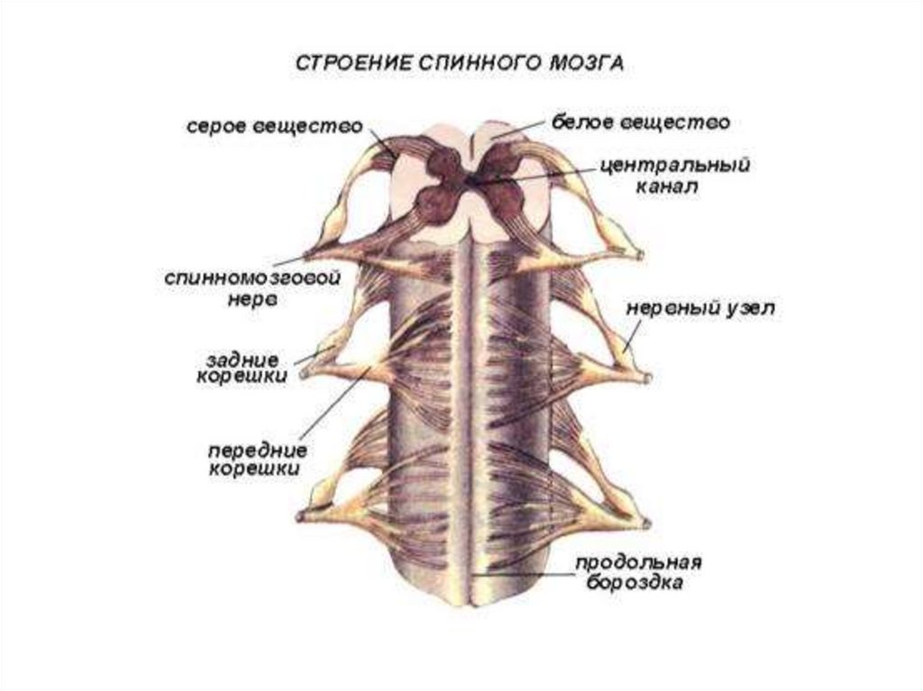 Презентация спинной мозг строение и функции 8 класс