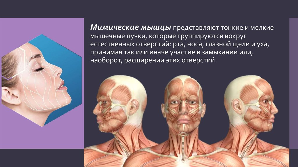 Боль мимических мышц. Классификация мимических мышц. Классификация мимической мускулатуры. Специальные упражнения для мимических мышц.