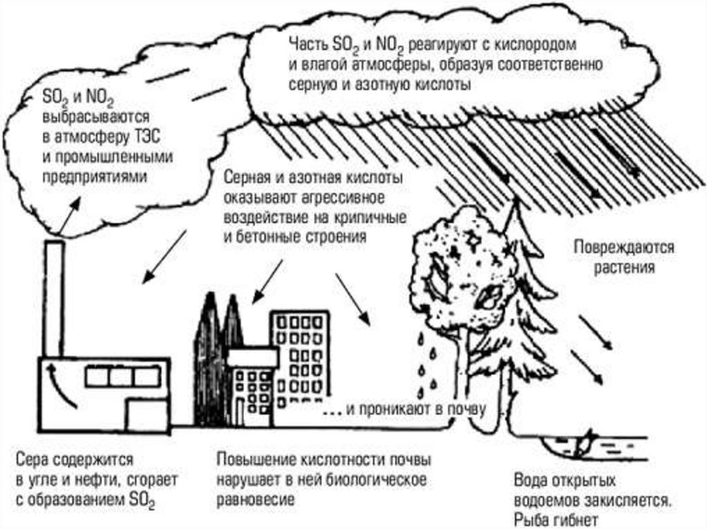Воздействие кислотных дождей. Схема образования кислотных дождей. Загрязнение окружающей среды кислотные дожди. Химические превращения загрязняющих кислотных веществ в атмосфере. Влияние кислотных дождей на окружающую среду.