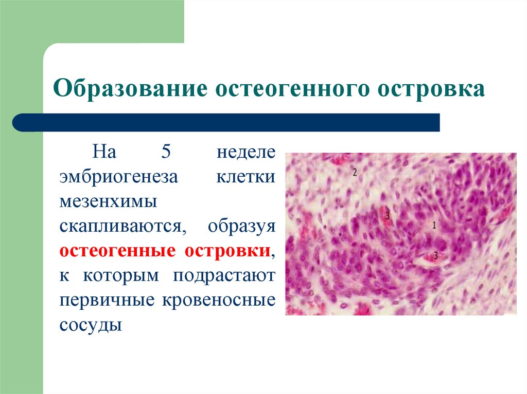 Остеогенные клетки. Ткани опорной функции. Остеогенный островок гистология.