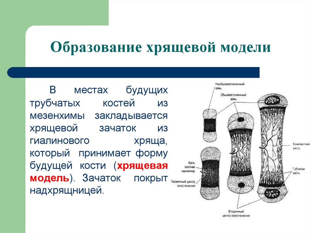 Прямой остеогенез схема