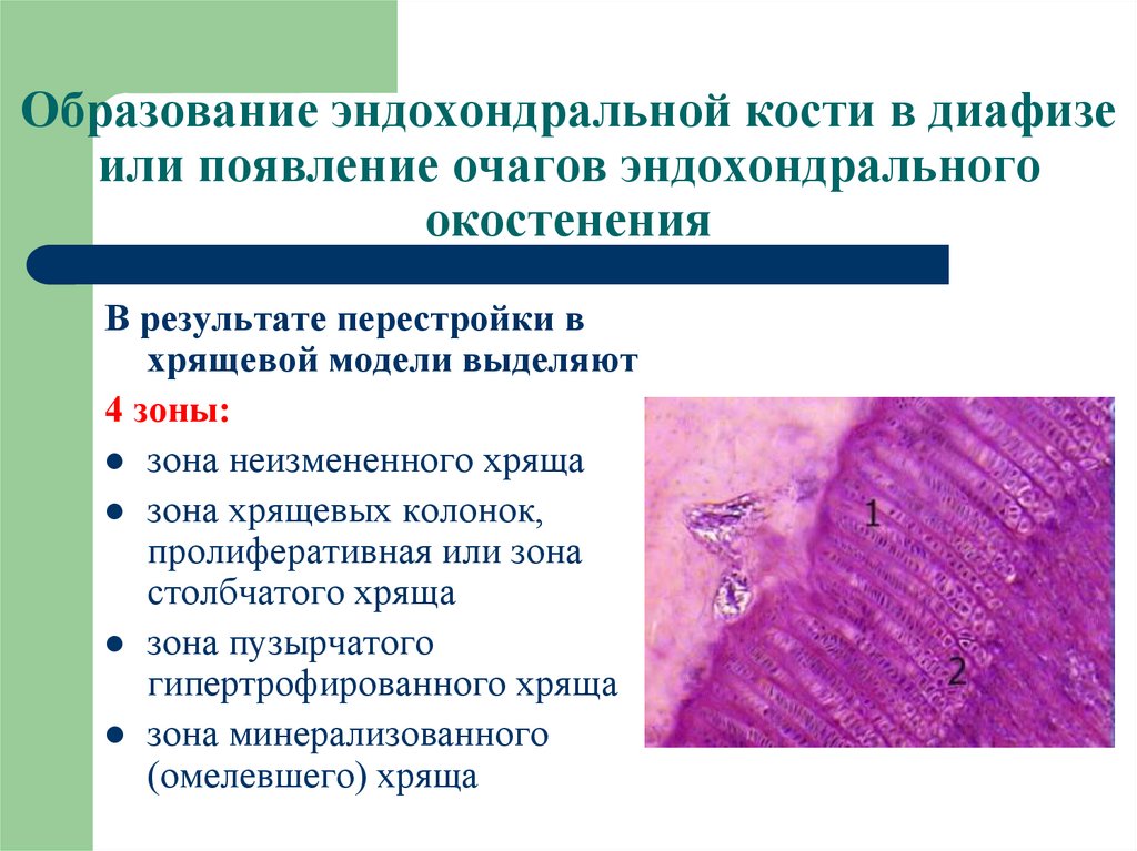 Репаративный остеогенез презентация