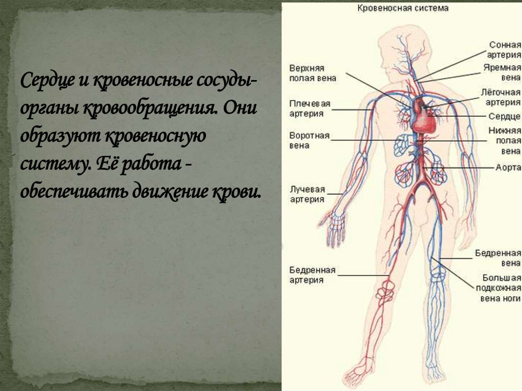 Сосудистая система человека образована сосудами трех. Кровеносная система человека. Сердце икровиносные сосуду. Органы кровеносной системы. Система кровообращения.