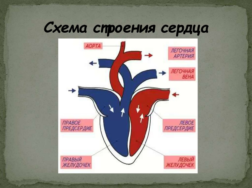 Строение сердца. Строение сердца схема. Схема органов человека сердце. Дыхание и кровообращение презентация.