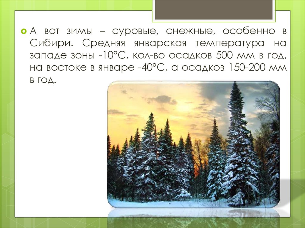 Зимняя температура в тайге. Визитная карточка таежной зоны. Презентация леса России 8 класс география. Климат в тайге кратко летом и зимой. Леса зоны тайги с Запада на Восток.