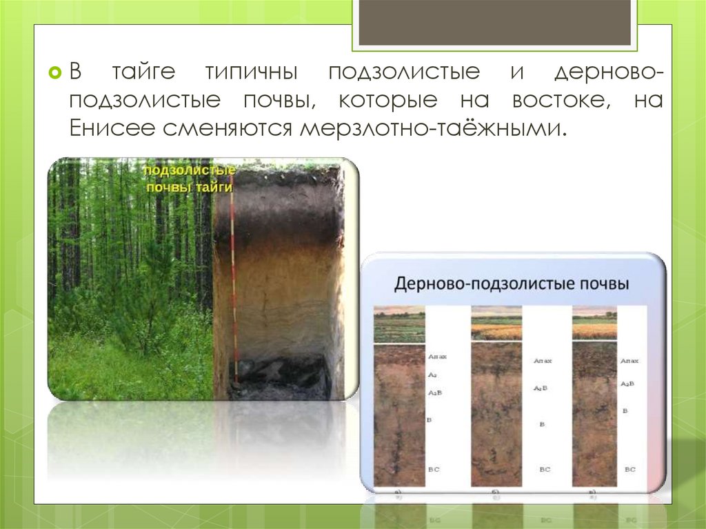 Дерново подзолистый тип почвы природная зона. Дерново-подзолистые почвы профиль. Дерново-подзолистые почвы разрез. Дерново-подзолистые почвы тайги. Дерново-подзолистые почвы характеристика.
