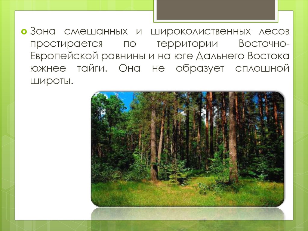 Особенности природной зоны смешанные и широколиственные леса. Зона лесов смешанные широколиственные. Смешанные леса и широколиственные леса России. Тайга смешанные и широколиственные леса. Зона тайги и смешанных лесов.