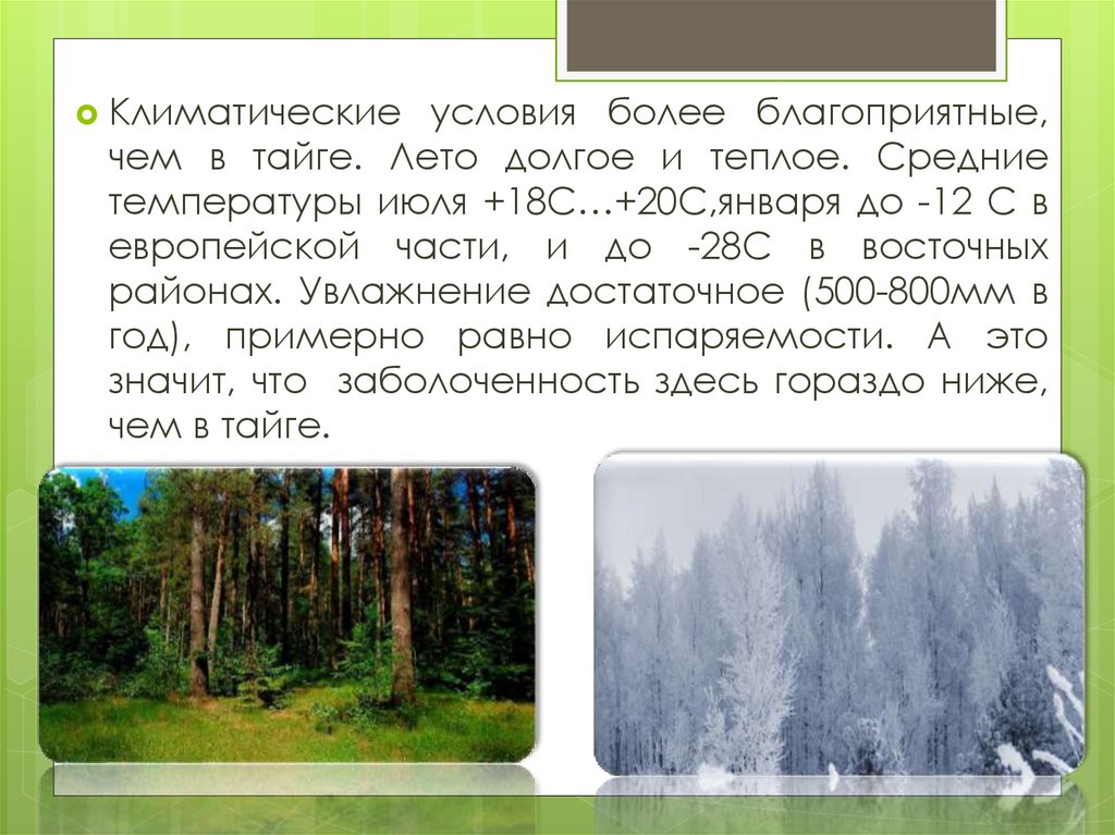 Какой климат в тайге название. Леса России Тайга климатические условия. Климатические условия тайги. Средняя температура летом в тайге. Средние температуры летом и зимой в тайге.