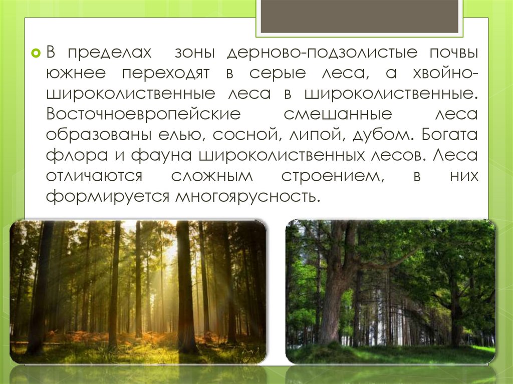 Почвы зоны смешанных лесов в россии. Лесная зона животный мир Тайга смешанные леса широколиственные леса. Зона смешанных и широколиственных хвойных лесов растительность.