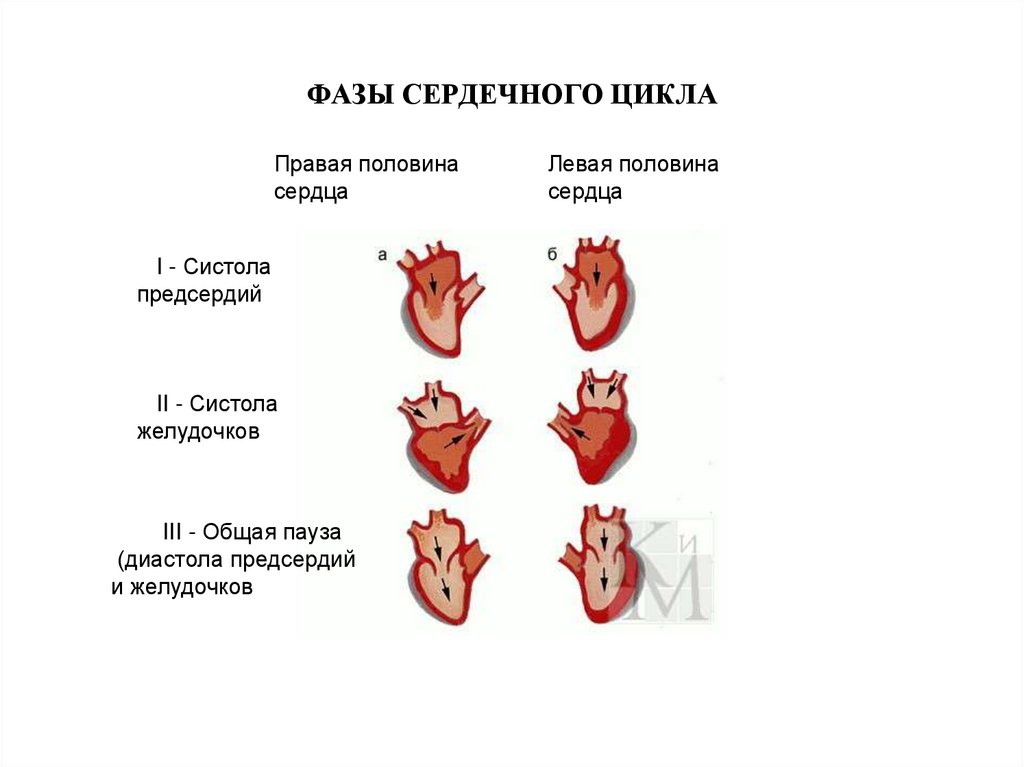 Фазы сердечного цикла схема