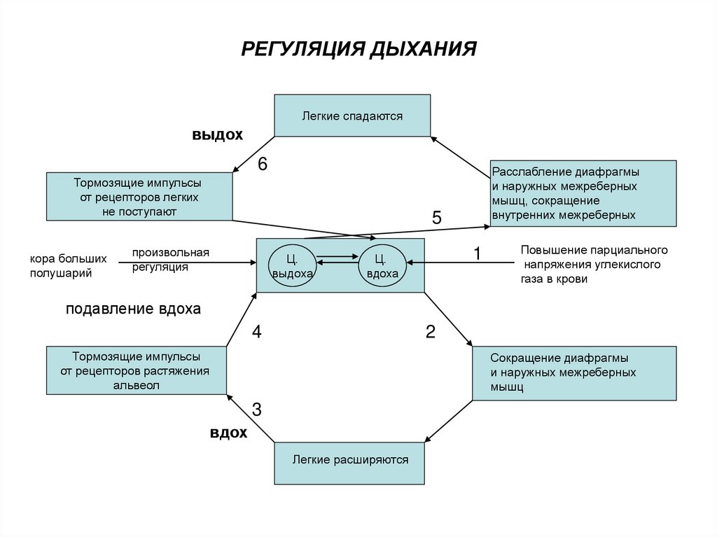 Регуляция состояний. Схема саморегуляции дыхания. Регуляция процесса дыхания. Регуляция дыхания схема. Схема саморегуляции дыхательного процесса.