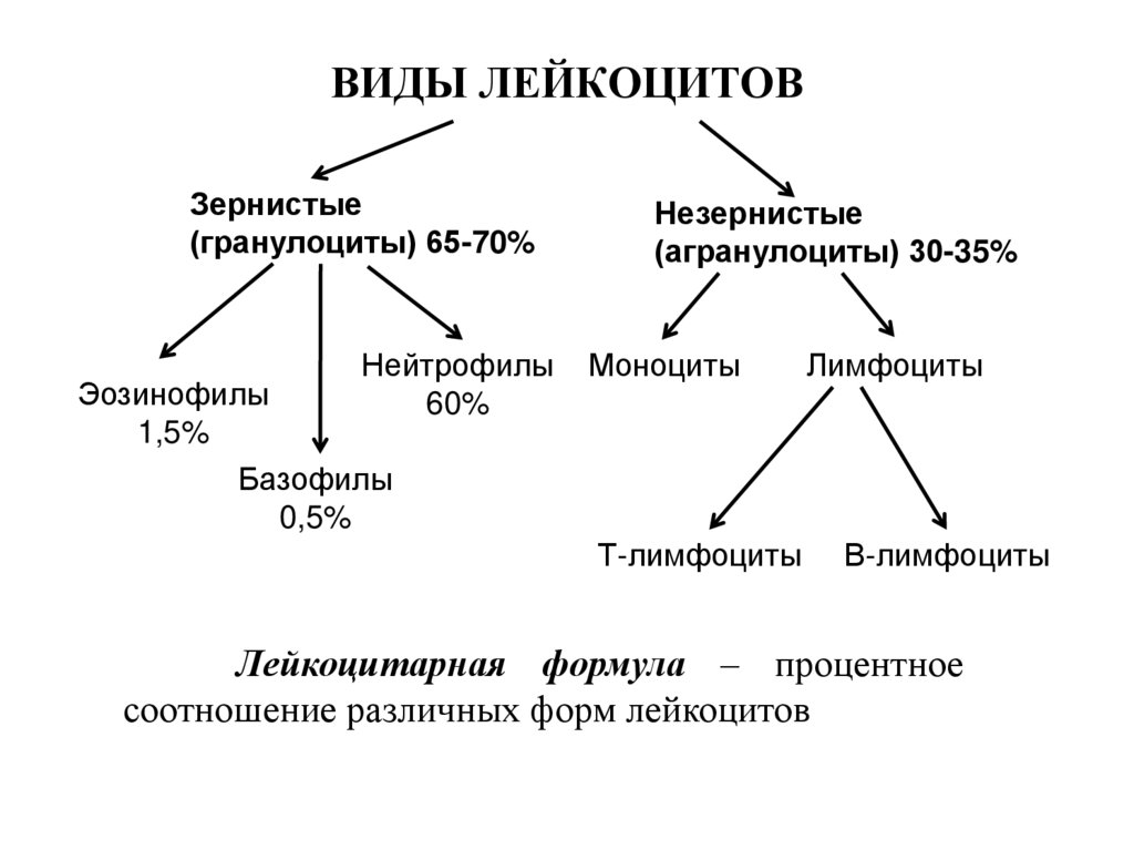 Лейкоциты отличие. Лейкоциты гранулоциты и агранулоциты. Гранулоциты и агранулоциты таблица сравнение. Лейкоциты гранулоциты и агранулоциты таблица. Лейкоциты агранулоциты.