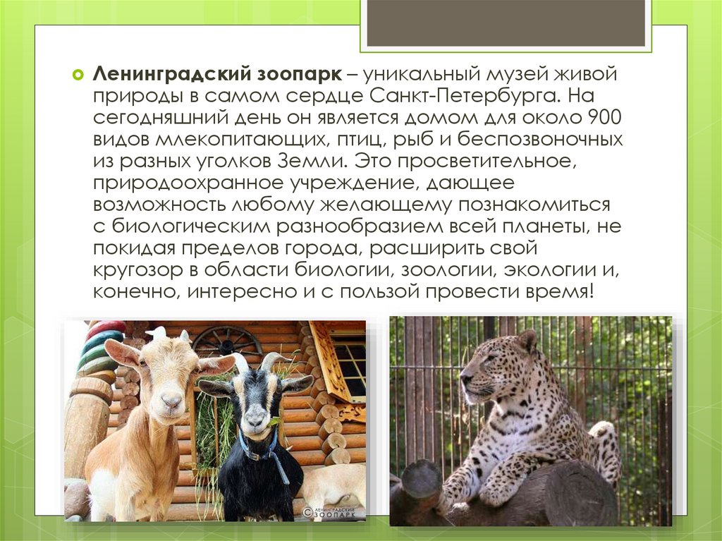 Для чего нужны зоопарки. Интересные факты про зоопарк. Сообщение о зоопарке. Ленинградский зоопарк презентация. Проект зоопарка.