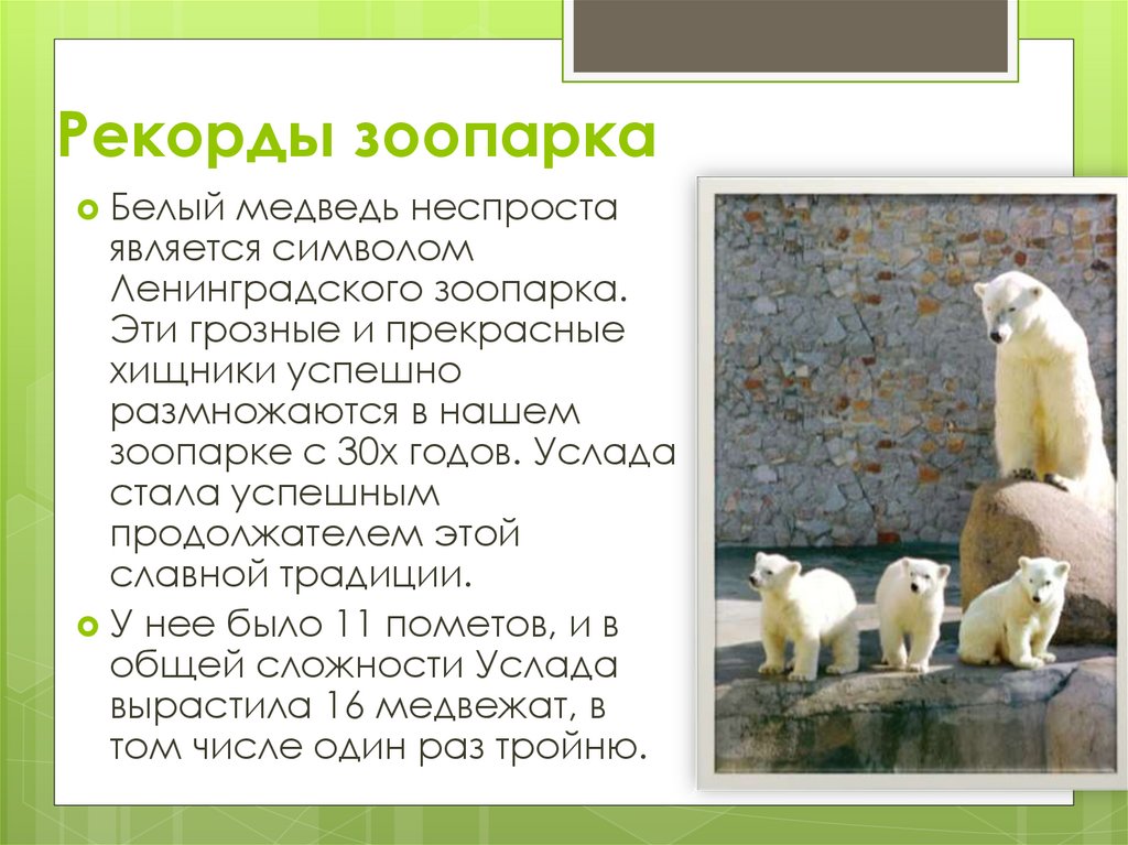 Ленинградский зоопарк цена билета 2024