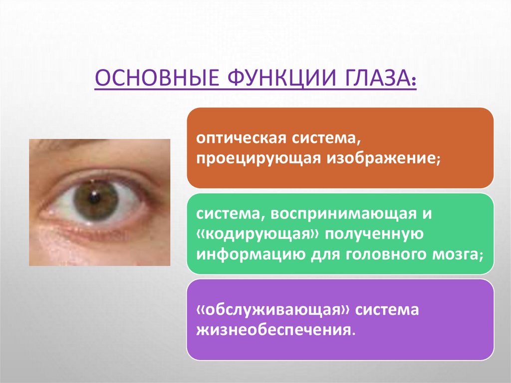 Зрение человека функции. Основные функции глаза. Основные функции глаза оптическая система проецирующая изображение.