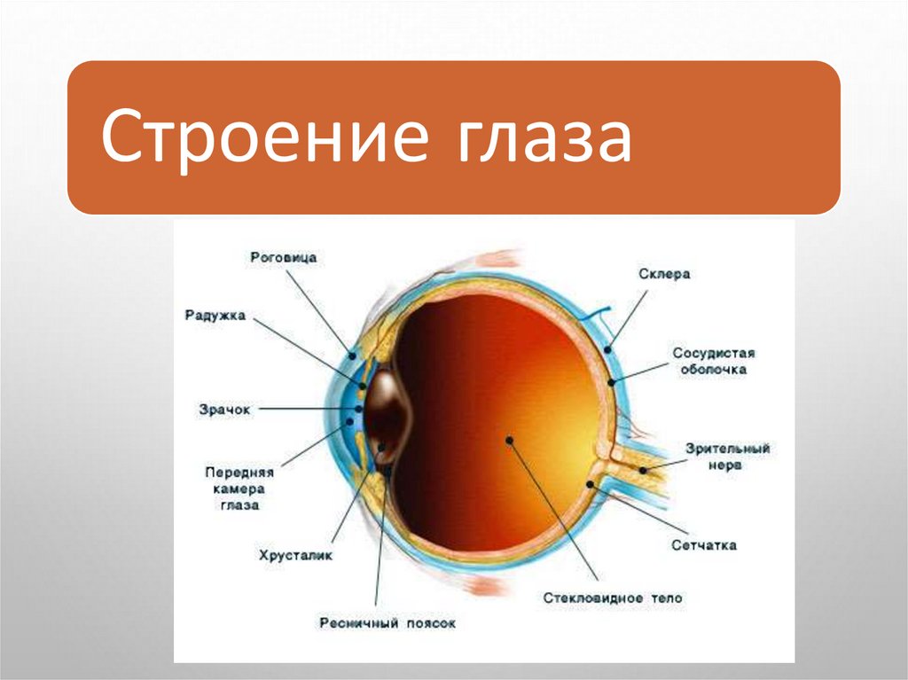 Какое образование относят к оптической системе глаза. Строение оптической системы глаза. Оптическая система глаза презентация. Глаз как оптическая система. Зрительный анализатор строение глаза оптическая система глаза.