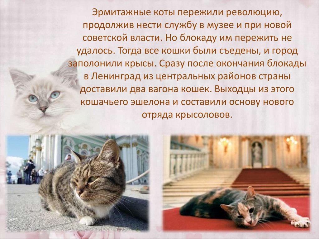 Коты эрмитажа презентация