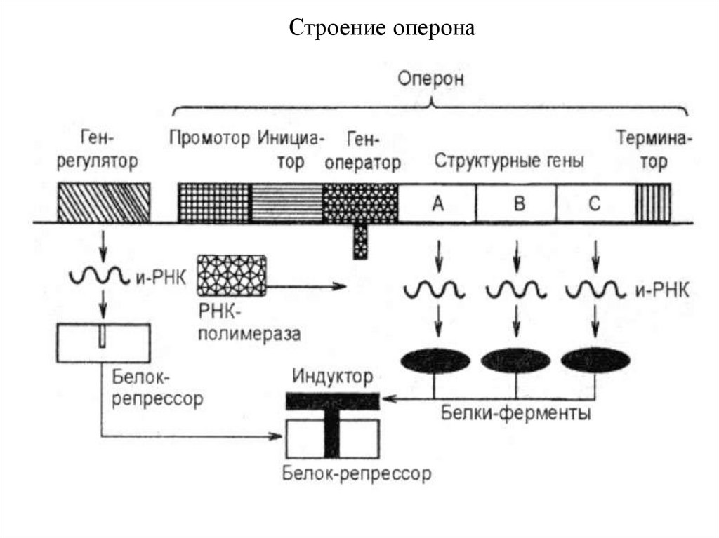 Геном оперон