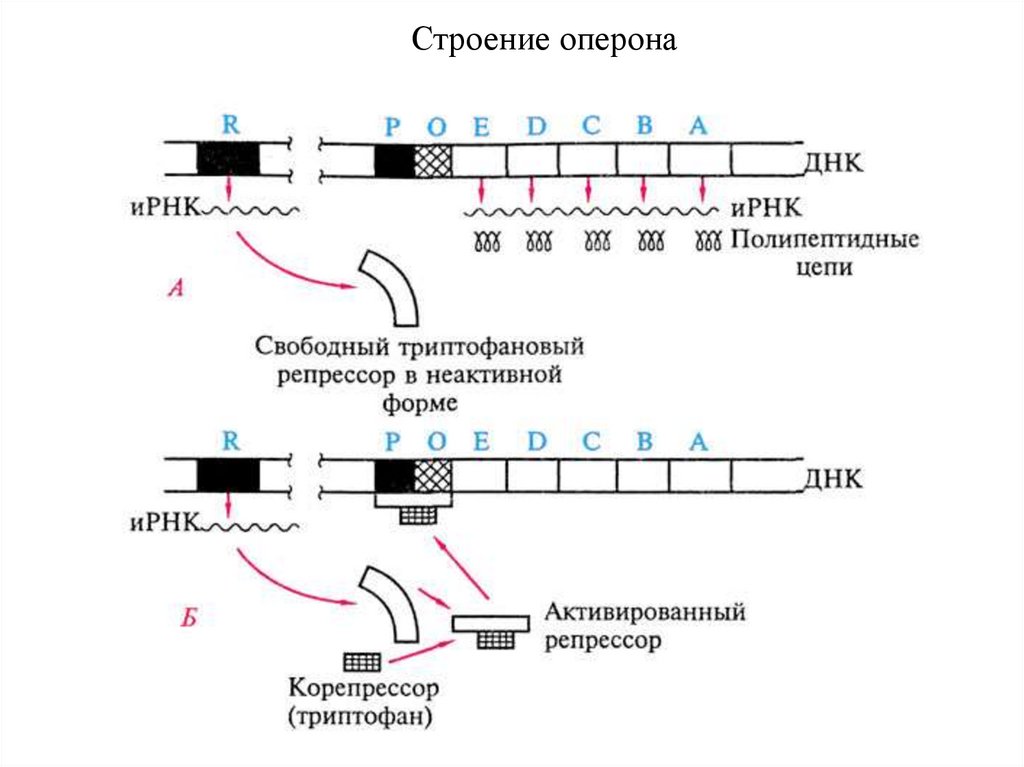 Триптофановый оперон схема