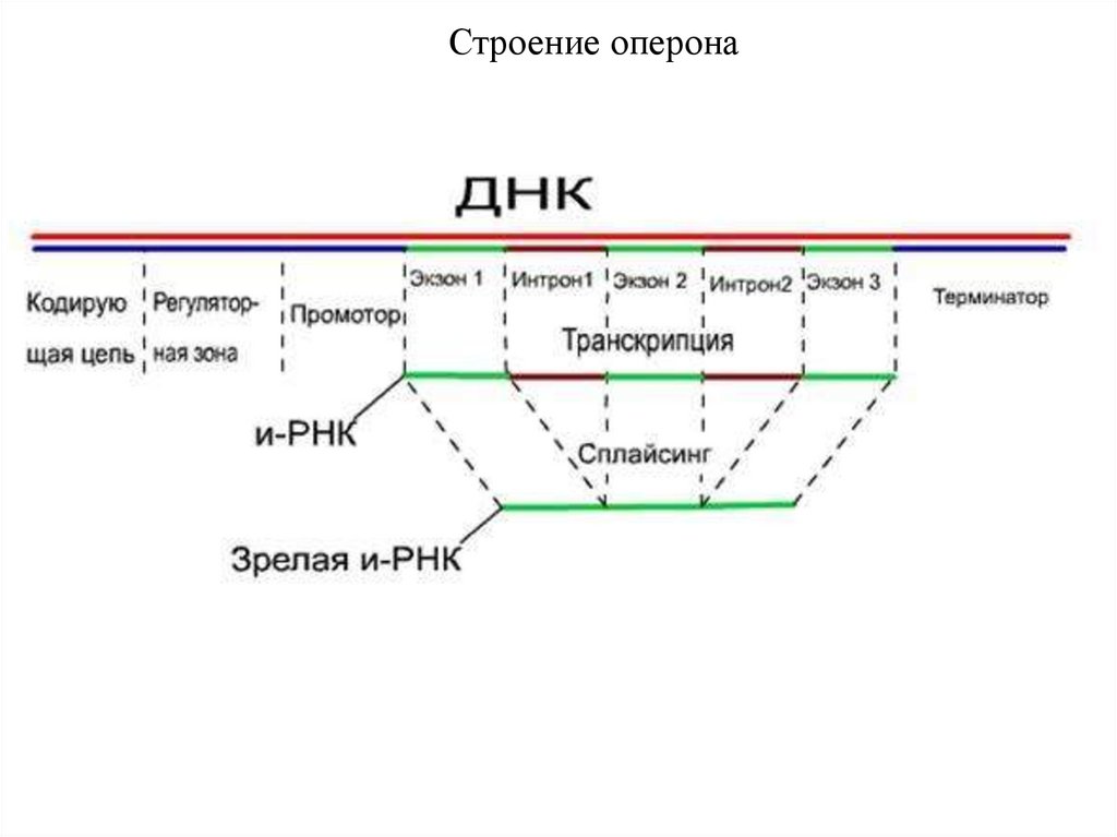 Участки структурного гена. Схема строения Гена эукариот. Структура Гена эукариот схема. Гены структура Гена. Общая структура Гена эукариот.