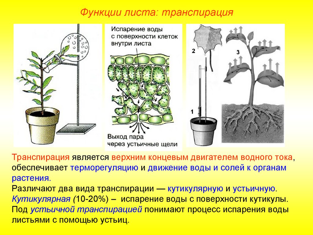 Движение воды в листьях. Транспирация физиология растений. Кутикулярная транспирация. Механизм транспирации. Транспирация функции.