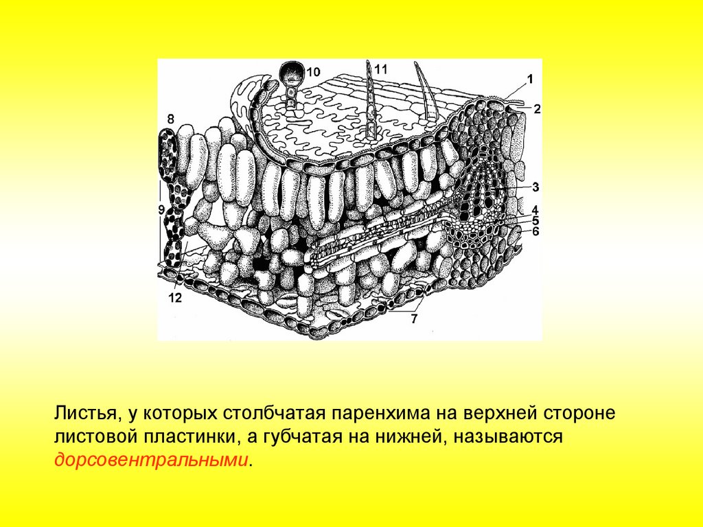 Верхняя поверхность листа. Анатомическое строение листа. Верхняя эпидерма внутреннее строение листа. Строение листа биология 6 класс верхняя эпидерма.. Сверху и снизу лист покрыт кожицей ее.