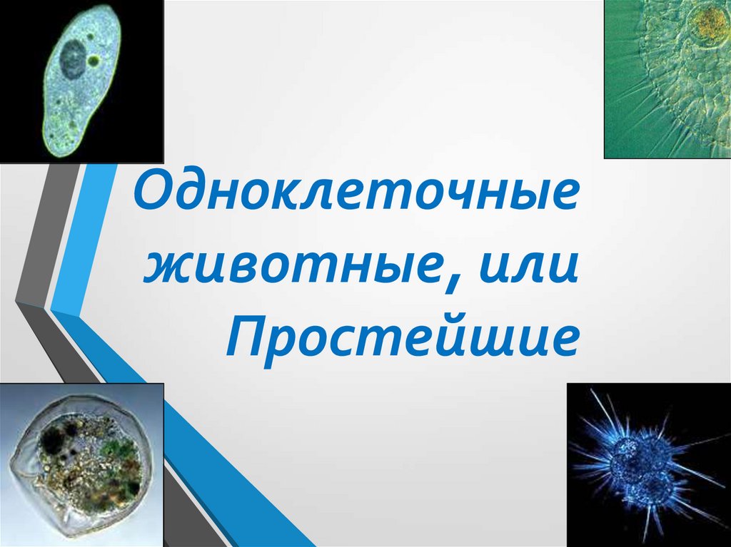 Одноклеточные презентация. Простейшие презентация. Простейшие биология. Как согласно теории симбиоза возникли одноклеточные животные.