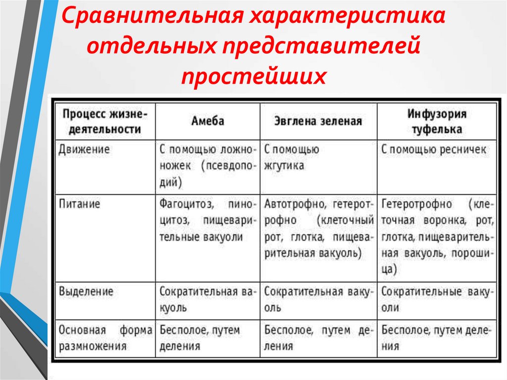 Общая характеристика простейших. Сравнительная характеристика отдельных представителей простейших. Сравнительная характеристика представителей простейших 7 класс.