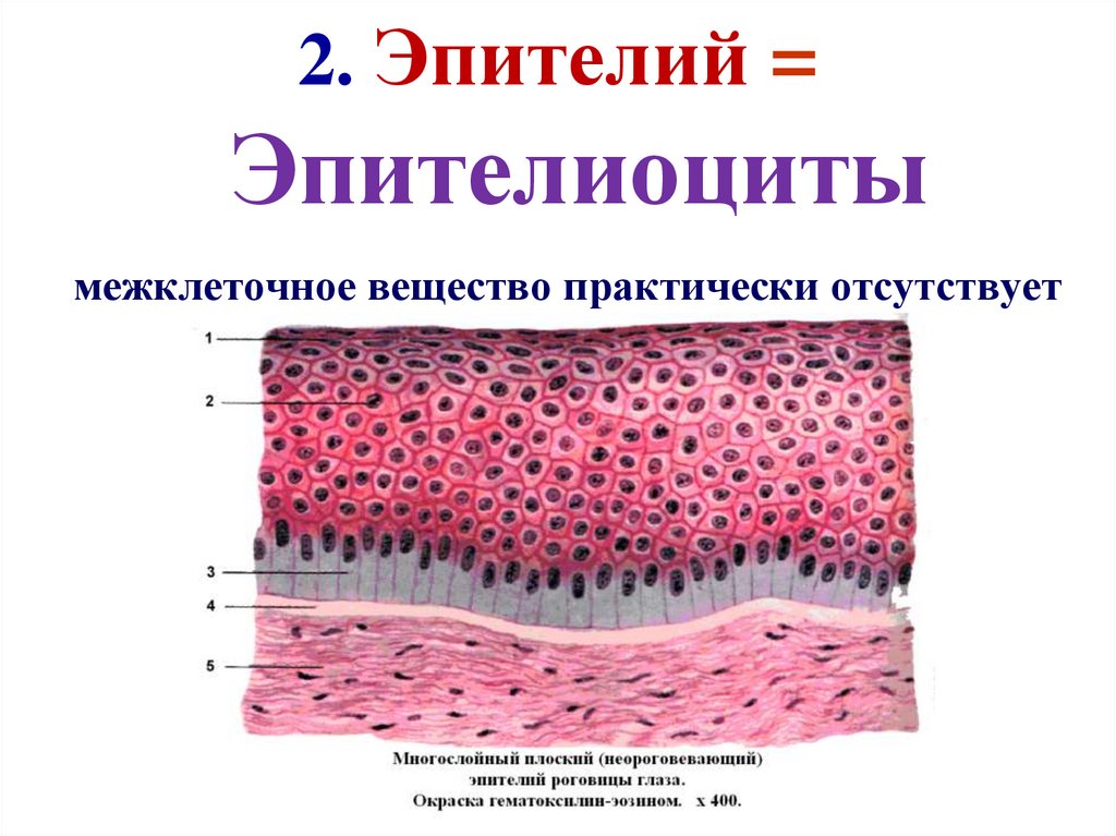 Какие функции выполняет эпителиальная ткань человека. Однослойный эпителий. Эпителиальная ткань слои. Однослойная ткань.