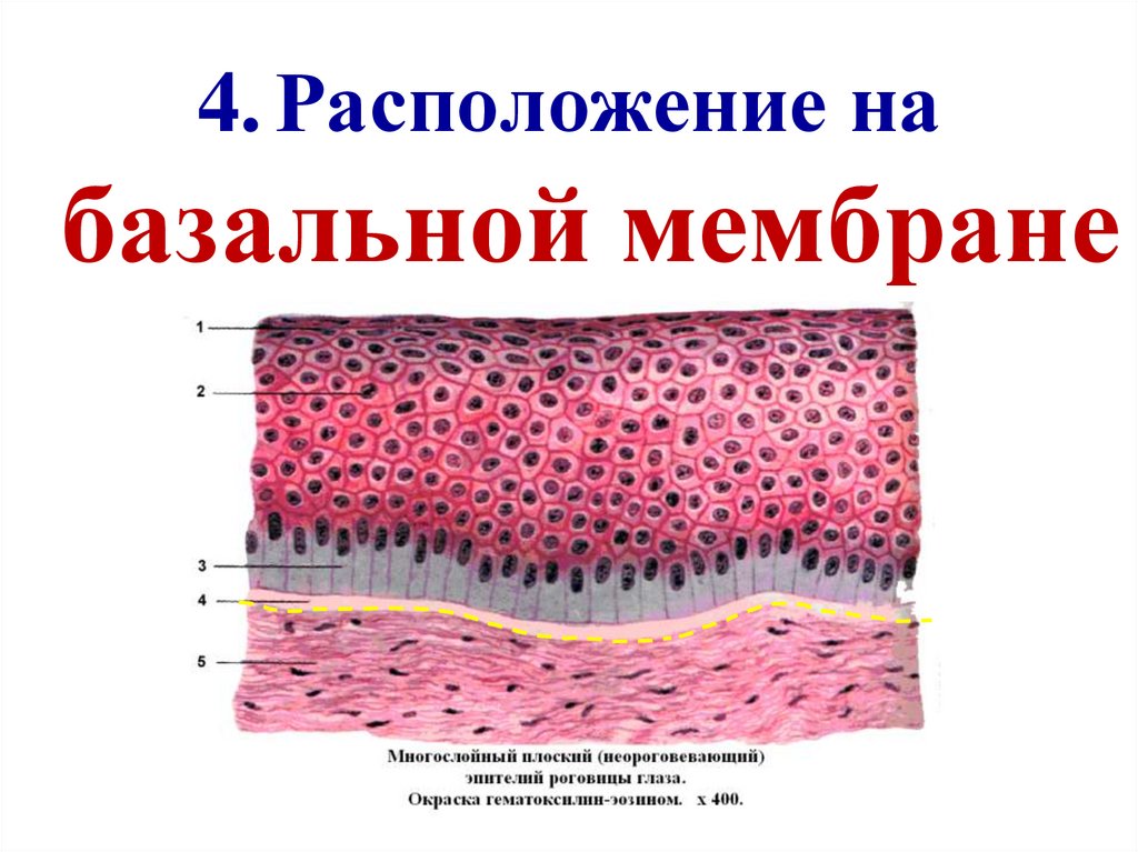 Эпителиальные ткани состоят из клеток