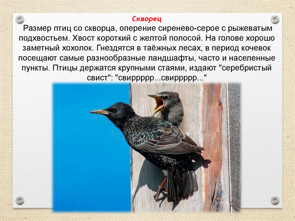 Лесные Птицы Нижегородской Области Фото