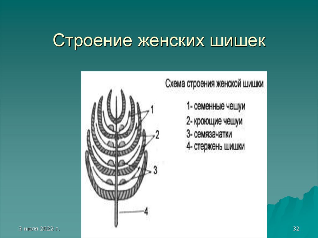 Строение шишки