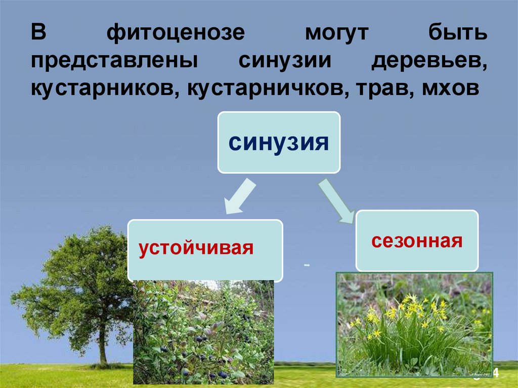 Растительные сообщества 8 класс. Искусственные растительные сообщества. Синузии. Синузия это в экологии. Растительные сообщества фитоценозы.