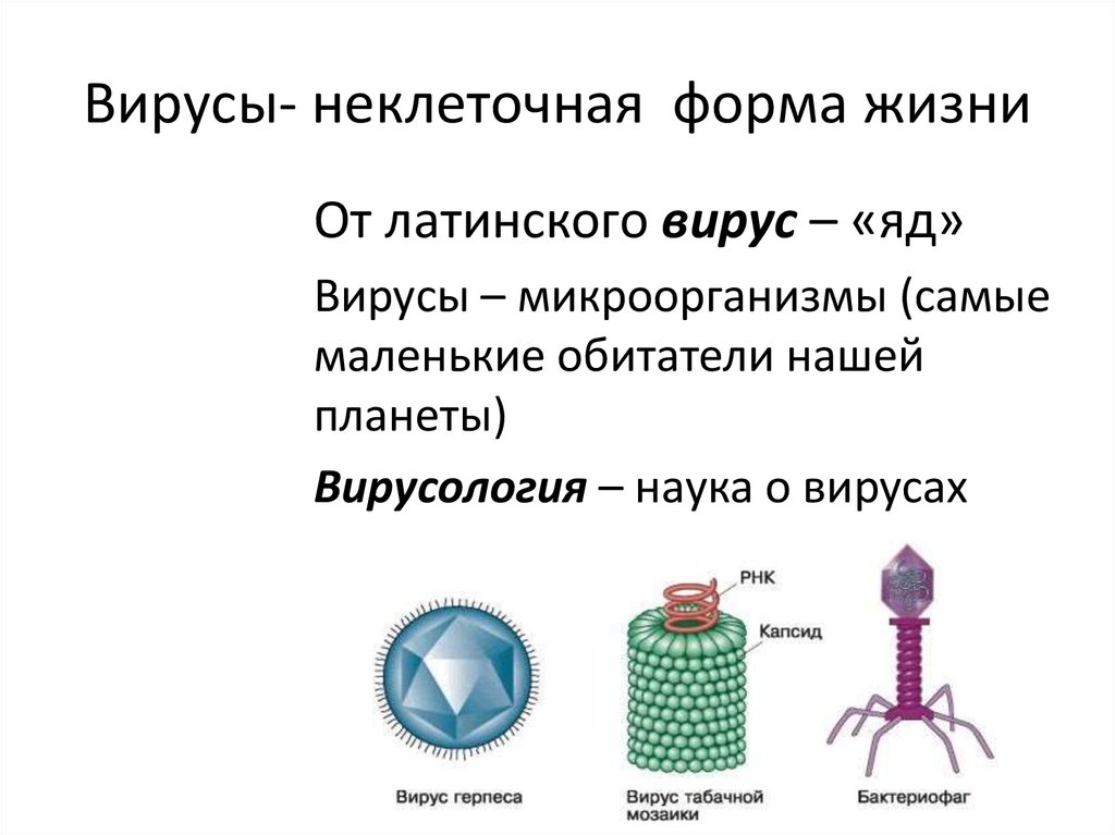 Вирусы неклеточные формы. Неклеточные формы жизни бактериофаги.