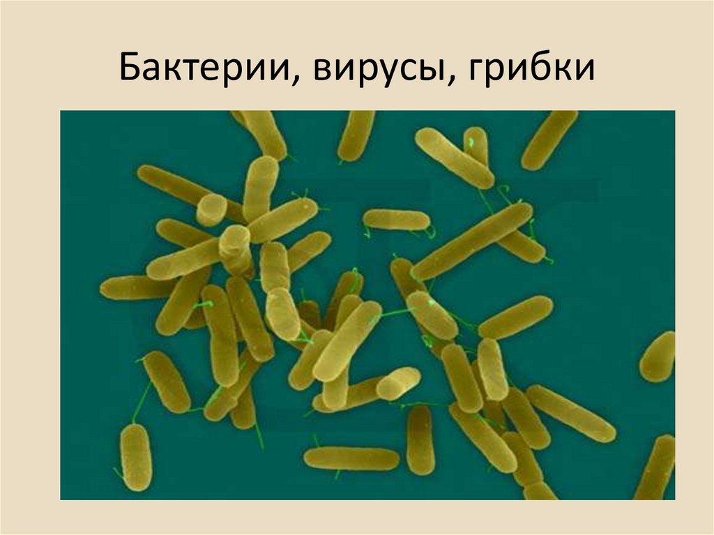 Изучение бактерий. Вирусы, микробы, бактерии, грибки. Бактерии грибка. Микробы вирусы грибки. Бактерии вирусы риккетсии грибки.