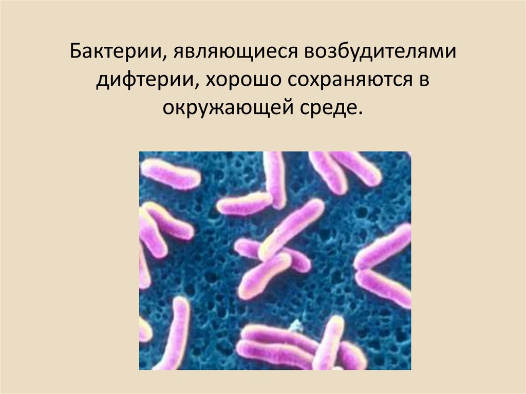 Бактерии являются тест