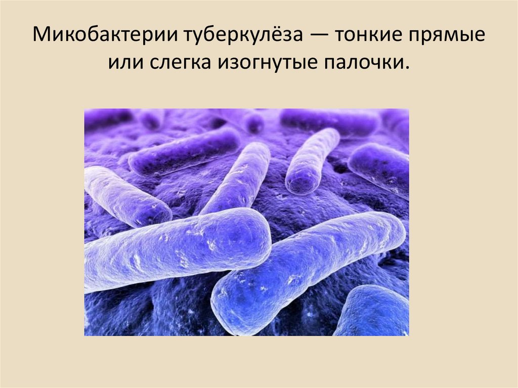 Заболевание туберкулез вызывают бактерии. Палочка Коха Mycobacterium tuberculosis. Микобактерии микробиология. Mycobacterium tuberculosis, или палочка Коха. Микобактерии уберкулез.
