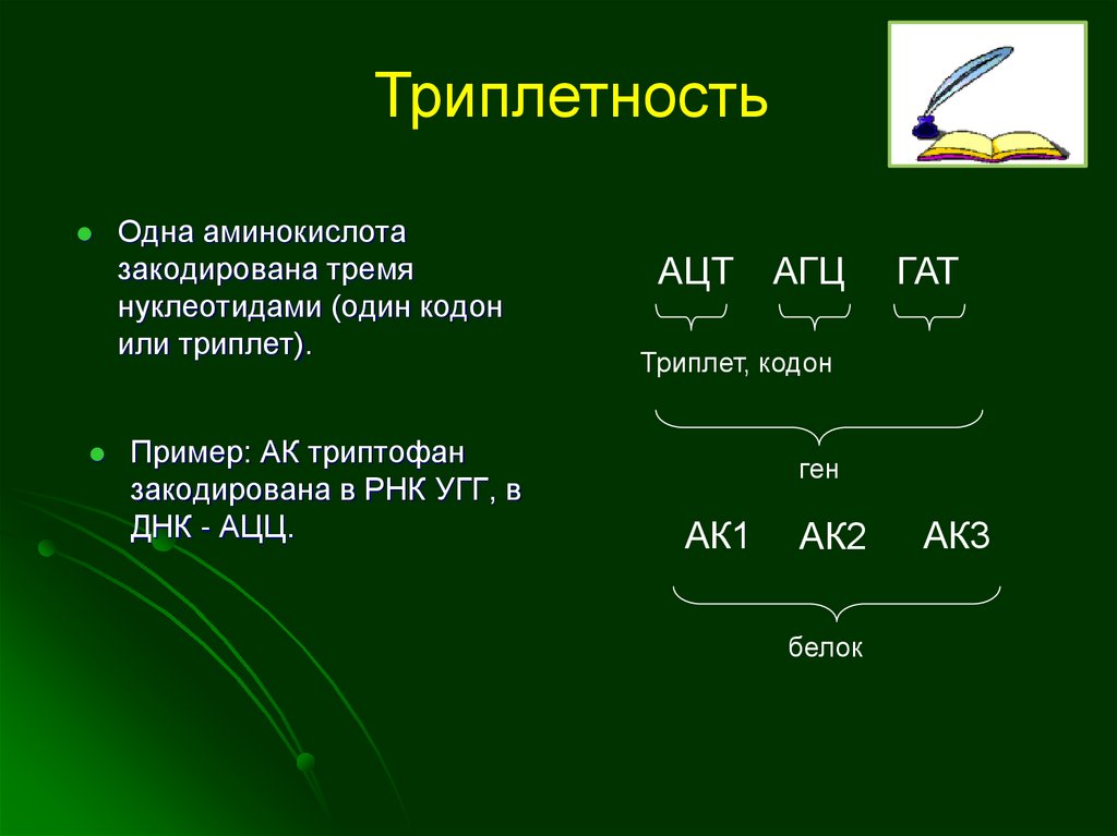 1 аминокислота 3 нуклеотида 1 триплет