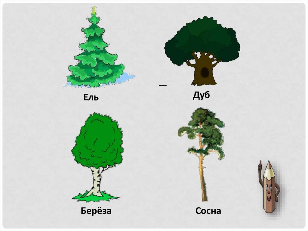 Ель сосна береза рисунок