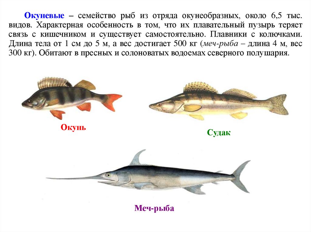 Рыба из окуневых