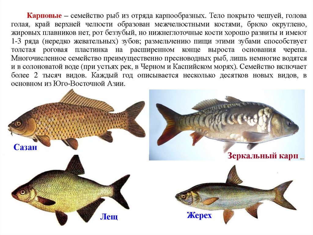 Карпообразные рыбы виды