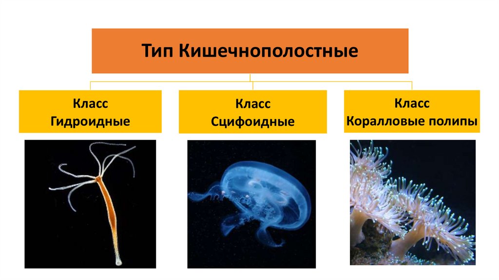 Вид животного типа кишечнополостные. Вид животного типа кишечнополостные