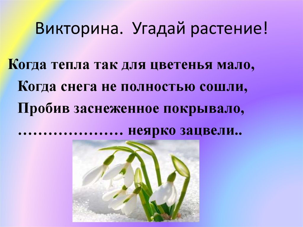 Отгадай растения по плодам. Сочинение Угадай растение.