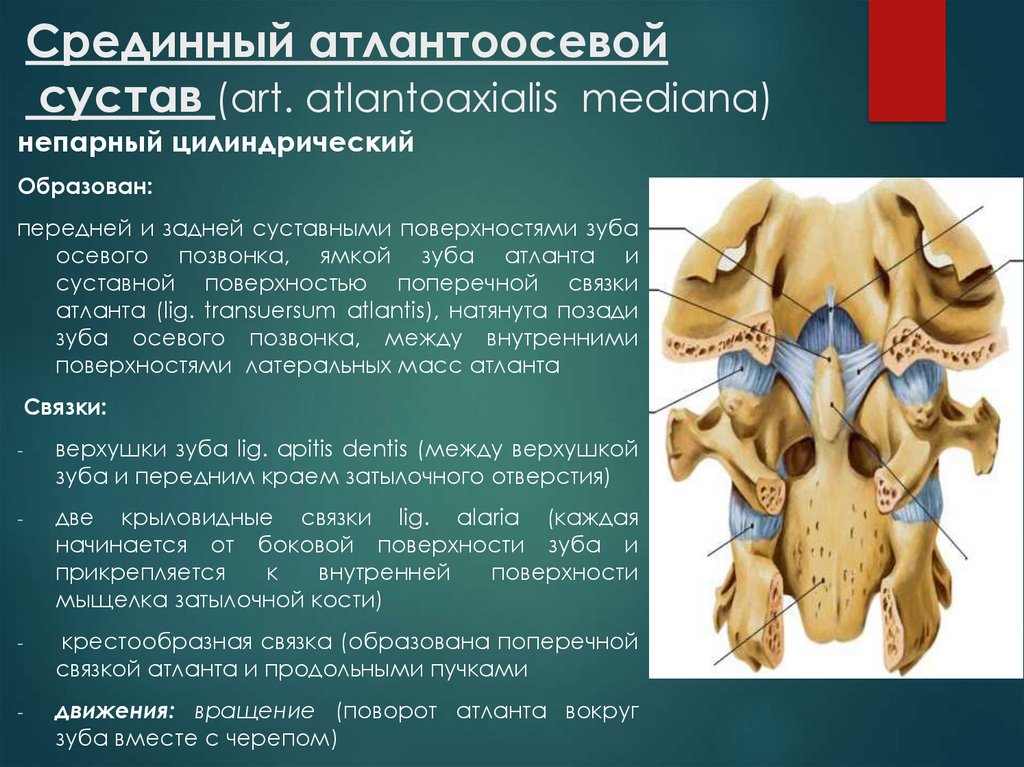 Поперечная связка. Срединный Атлант осевой сустав. Срединный Атланта осевой сустав. Срединный атлантоосевой сустав. Непарный цилиндрический срединный атлантоосевой.