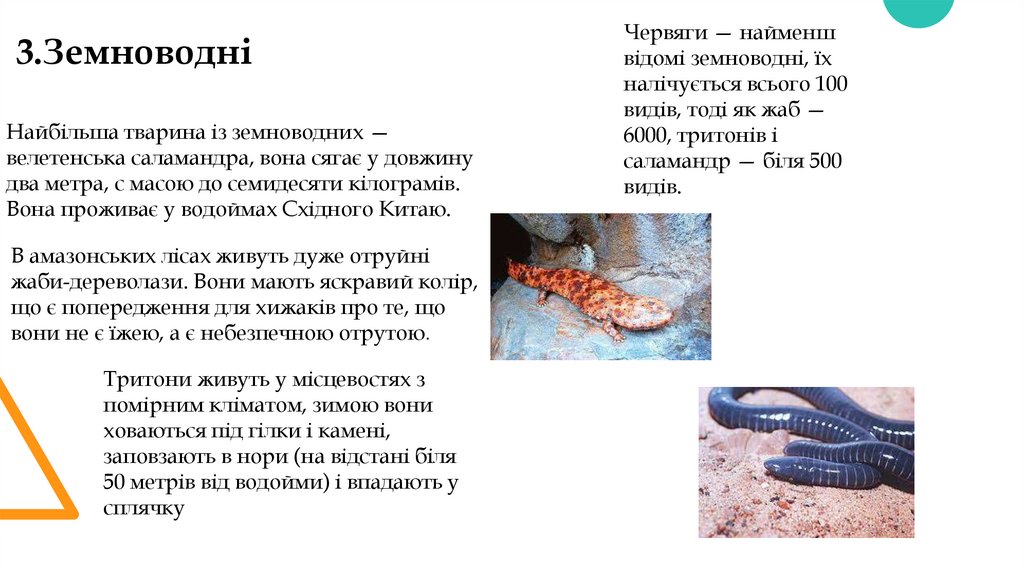 3.Земноводні