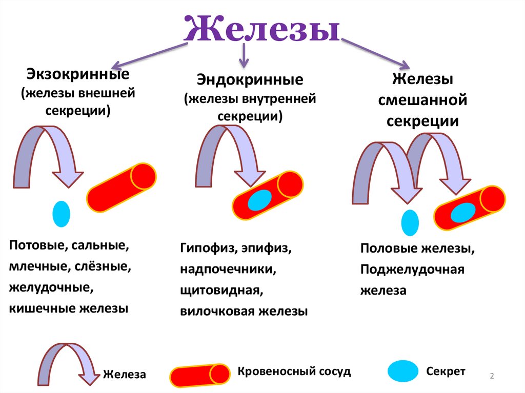 Эндокринные и экзокринные железы. Типы секреции экзокринных желез. Степень кровоснабжения эндокринных и экзокринных желез. Железы бранхиогенной группы.
