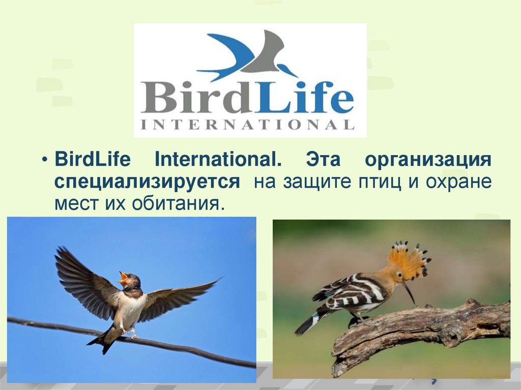 Birdlife international. BIRDLIFE International птицы. Международная организация по защите птиц. Бердлайф. BIRDLIFE International презентация.